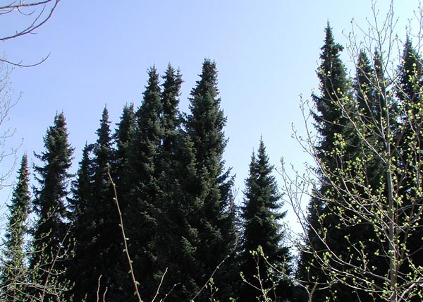 picea_omorika_-_Vilmorin_-_Picea_de_Serbia