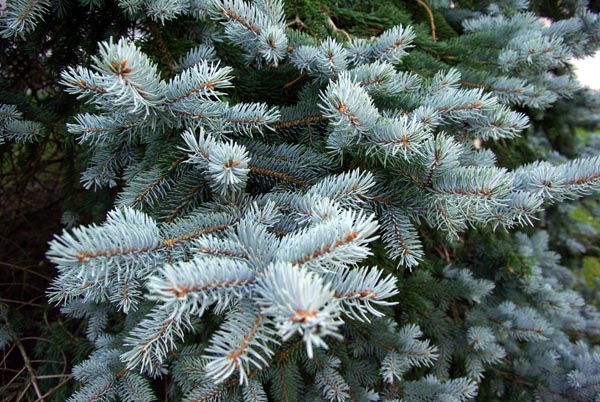 picea_pungens_-_Vilmorin_-_Colorado_blue_spruce