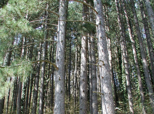 pinus_nigra_salzmannii_-_Vilmorin_-_Pyrenees_pine