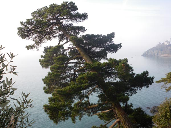 pinus_radiata_-_Vilmorin_-_Monterey_pine