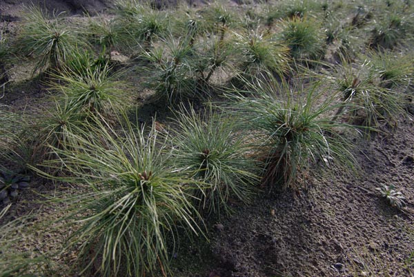 pinus_strobus_-_Vilmorin_-_Weymouth_pine