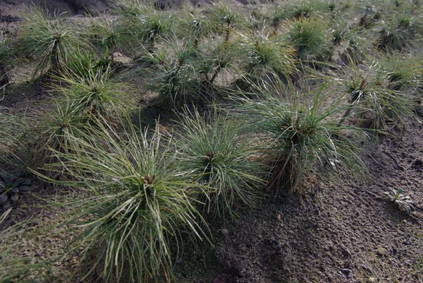 pinus_strobus_-_Vilmorin_-_Weymouth_pine