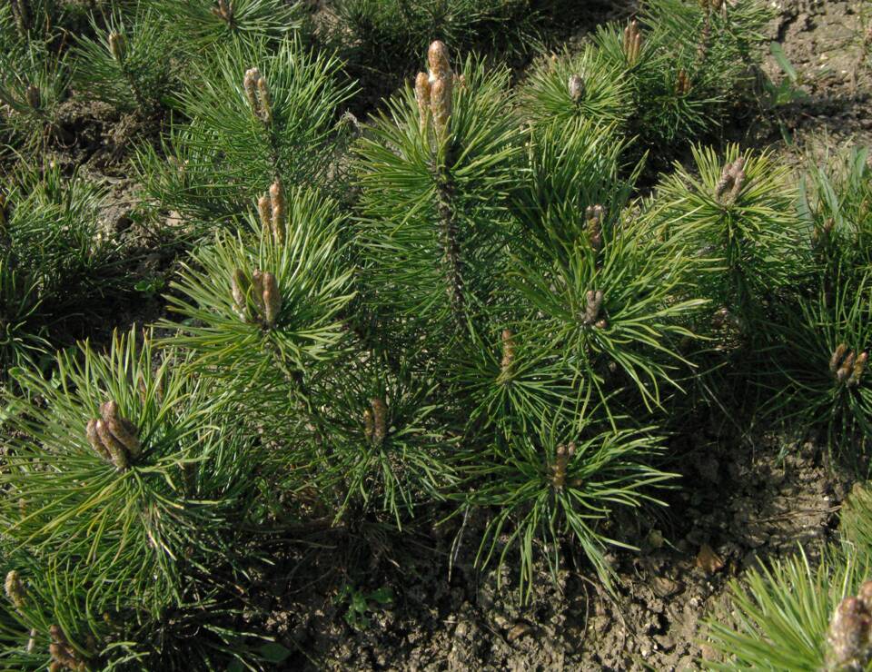 Pinus_uncinata_Mountain_pine