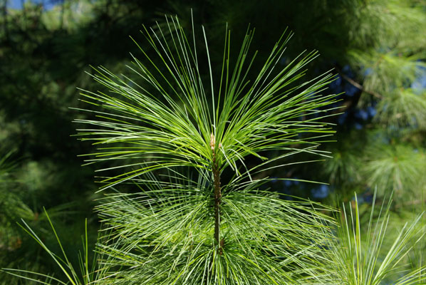 pinus_wallichiana_-_Vilmorin_-_Bhutan_pine