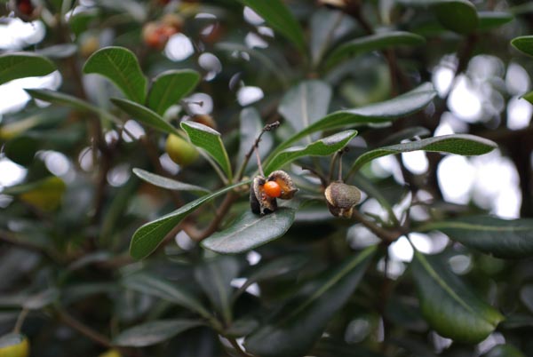 pittosporum_tobira_-_Vilmorin_-_Mock_orange