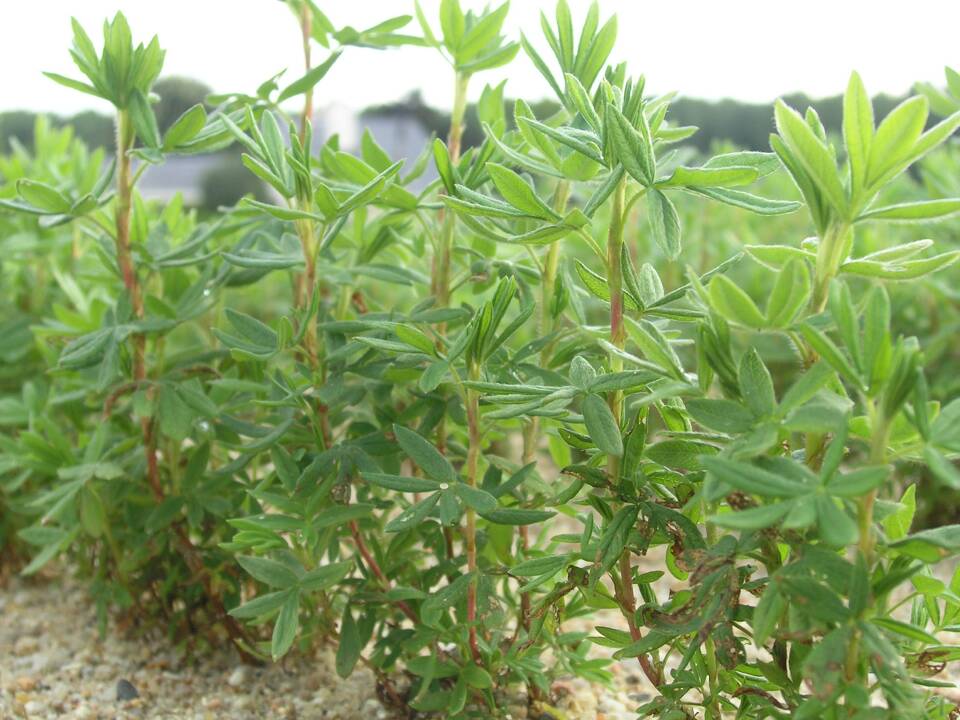 Potentilla_fruticosa_Bush_cinquefoil