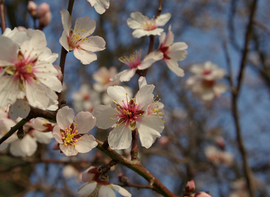 prunus_amygdalus_-_Vilmorin_-_Common_almond