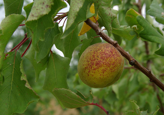 prunus_armeniaca_-_Vilmorin_-_Apricot