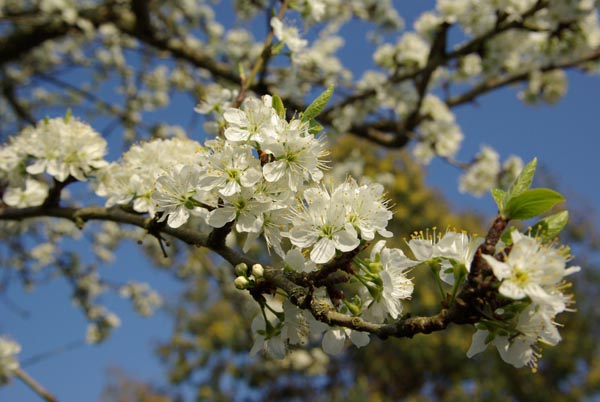 prunus_domestica_-_Vilmorin_-_Garden_plum