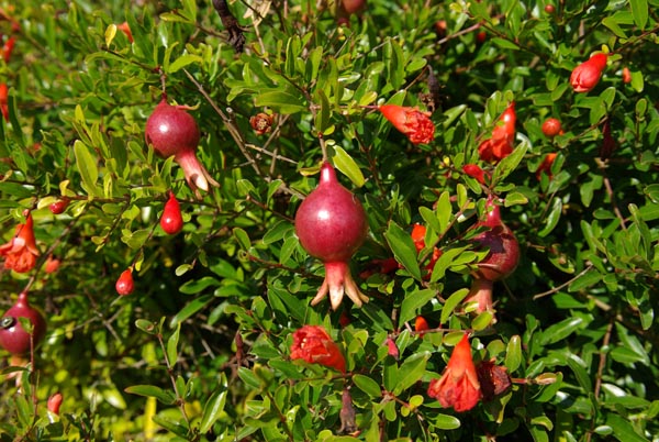punica_granatum_-_Vilmorin_-_Pomegranate