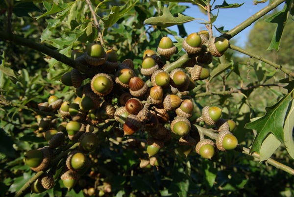 quercus_ilicifolia_-_Vilmorin_-_Bear_oak