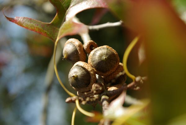 quercus_palustris_-_Vilmorin_-_Pin_oak