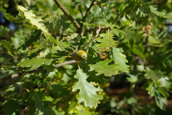 quercus_pubescens_-_Vilmorin_-_Downy_oak