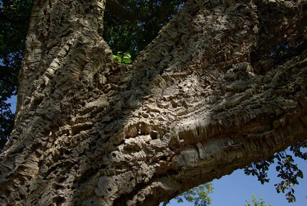 quercus_suber_-_Vilmorin_-_Cork_oak