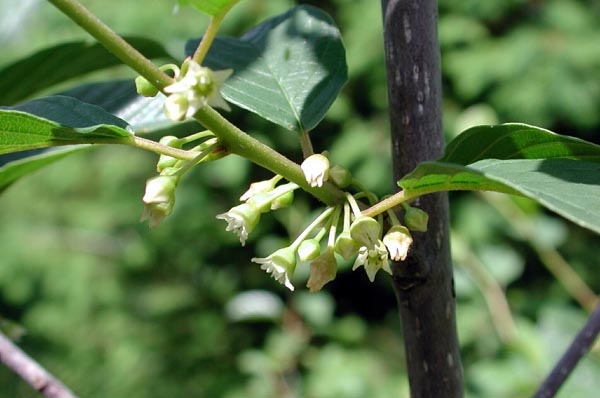 rhamnus_frangula_-_Vilmorin_-_Alder_buckthorn