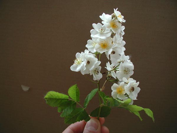 rosa_multiflora_-_Vilmorin_-_Multiflora_rose