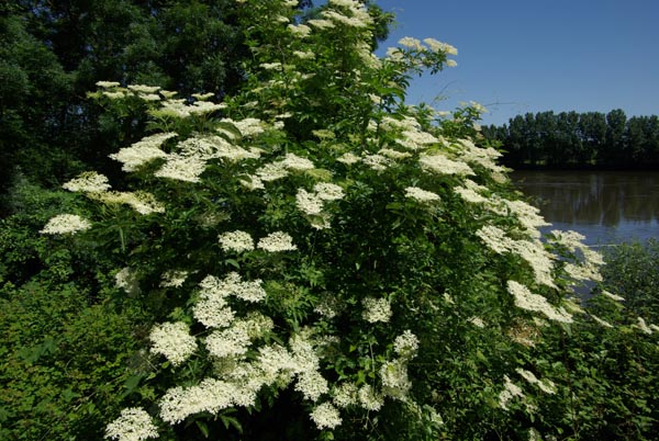 sambucus_nigra_-_Vilmorin_-_Common_elder