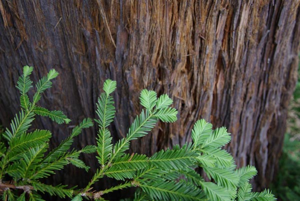 sequoia_sempervirens_-_Vilmorin_-_Californian_Redwood