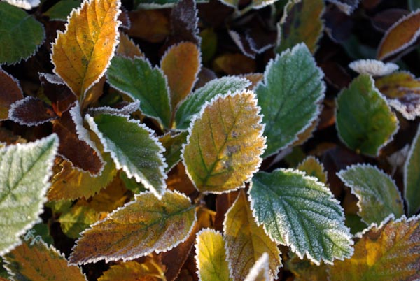 sorbus_aria_-_Vilmorin_-_Whitebeam