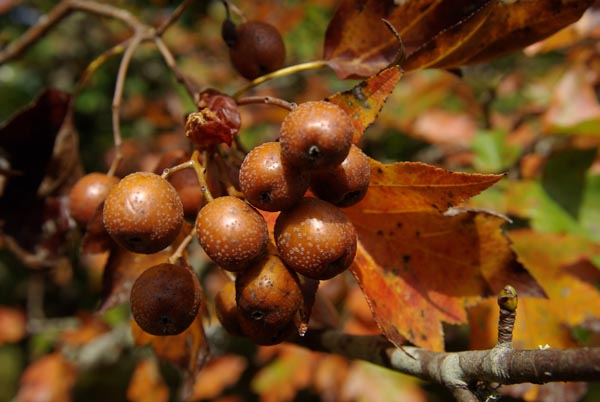 sorbus_torminalis_-_Vilmorin_-_Wild_service _tree