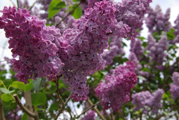 syringa_vulgaris_-_Vilmorin_-_Lilac