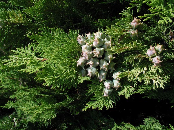 thuja_orientalis_-_Vilmorin_-_Chinese_arbor-vitae