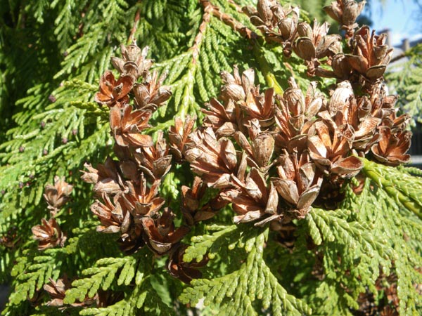 thuja_plicata_-_Vilmorin_-_Western_red_cedar