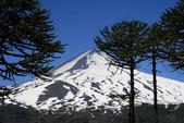 araucaria_araucana_-_Vilmorin_-_Monkey_puzzle