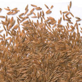 cortaderia_selloana