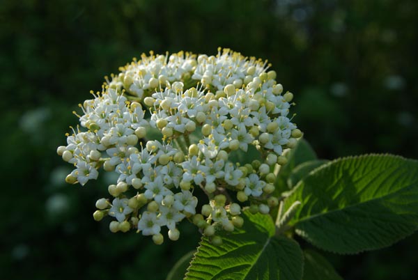 viburnum_lantana_-_Vilmorin_-_Wayfaring_tree