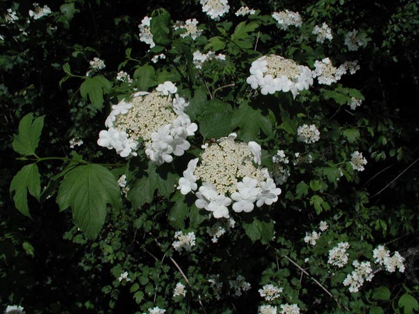 viburnum_opulus_-_Vilmorin_-_Guelder_rose