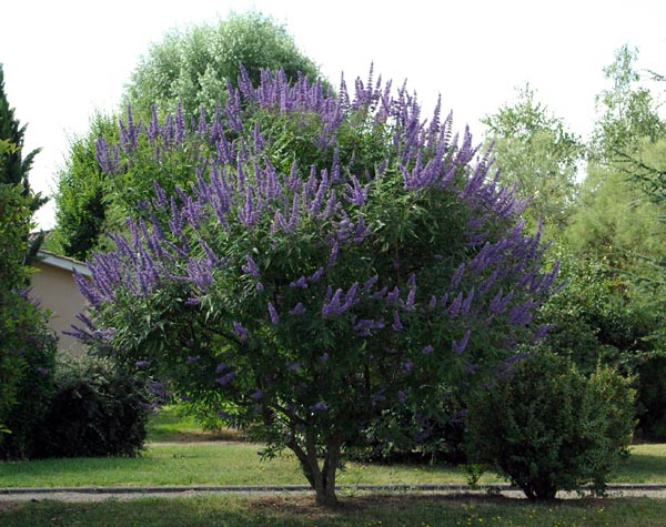 vitex_agnus_castus_-_Vilmorin_-_Chaste_tree