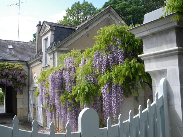 wisteria_floribunda_-_Vilmorin_-_Japanese_wisteria