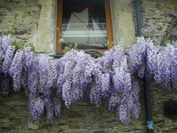 wisteria_sinensis_-_Vilmorin_-_Chinese_wisteria