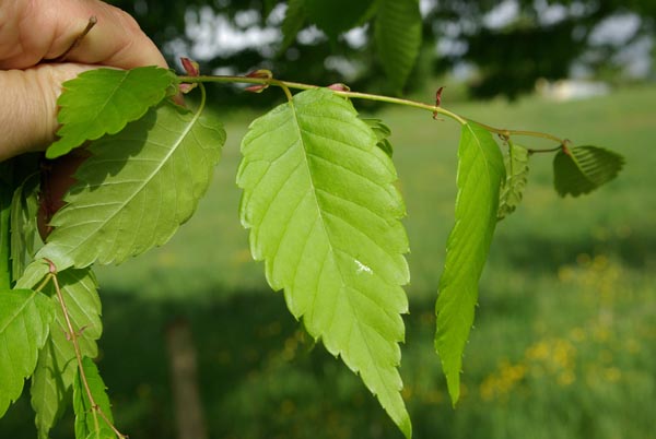 zelkova_serrata_-_Vilmorin_-_Japanese_Zelkova